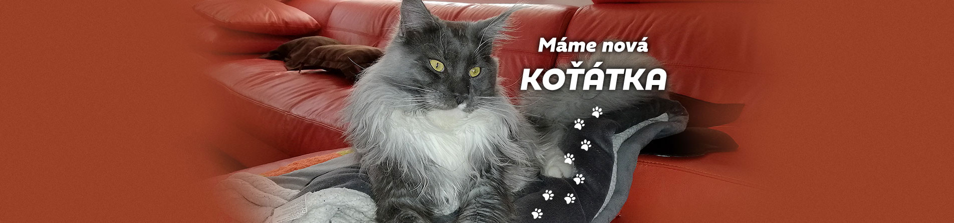 Chovatelská stanice mainských mývalích koček Simi‘s Island